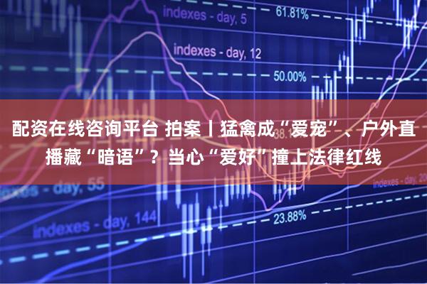 配资在线咨询平台 拍案丨猛禽成“爱宠”、户外直播藏“暗语”？当心“爱好”撞上法律红线